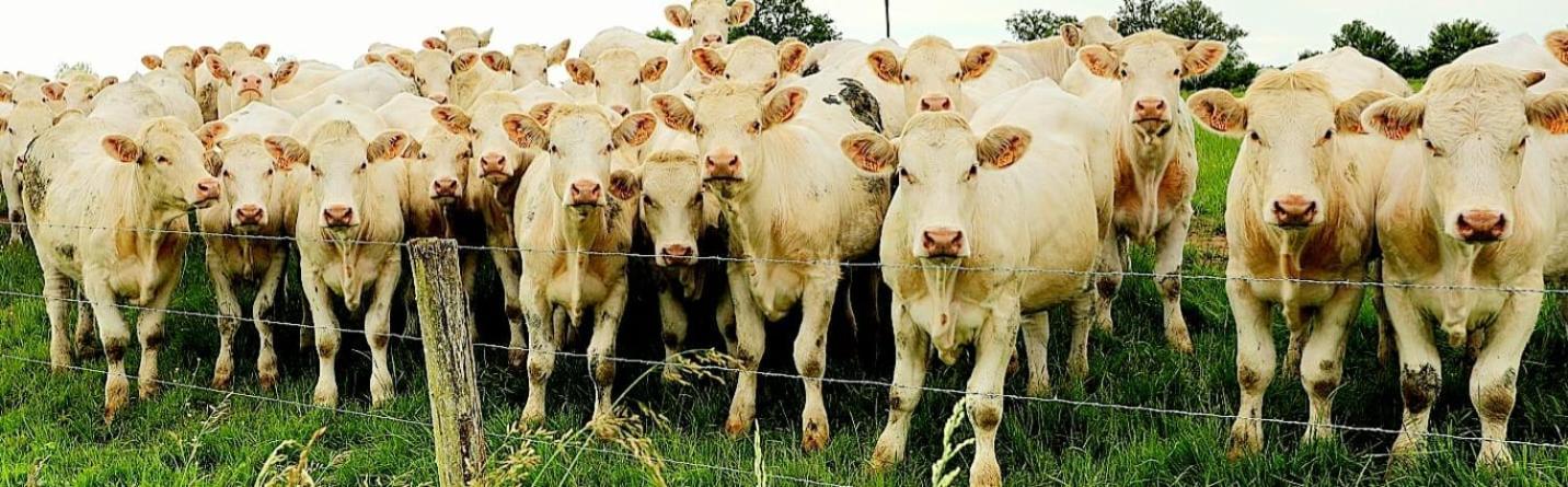 La Vache Tennis Prive Crux-la-Ville Luaran gambar